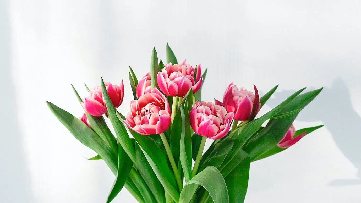 S'offrir des fleurs et se souvenir de ne jamais en faire une affaire personnelle selon les 4 accords Toltèques