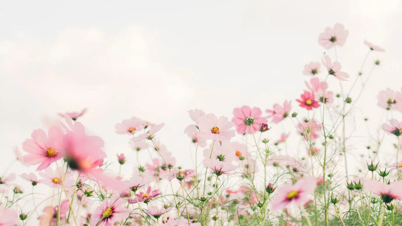 De douce fleurs roses pour se rappeler l'importance d'une parole impeccable selon les 4 accords Toltèques