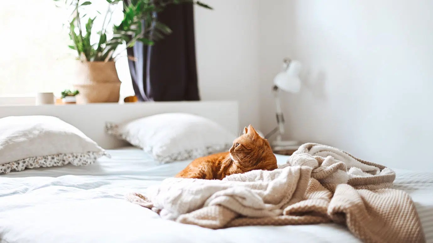 Un chat roux sur un plaid beige pour apprendre à se relaxer