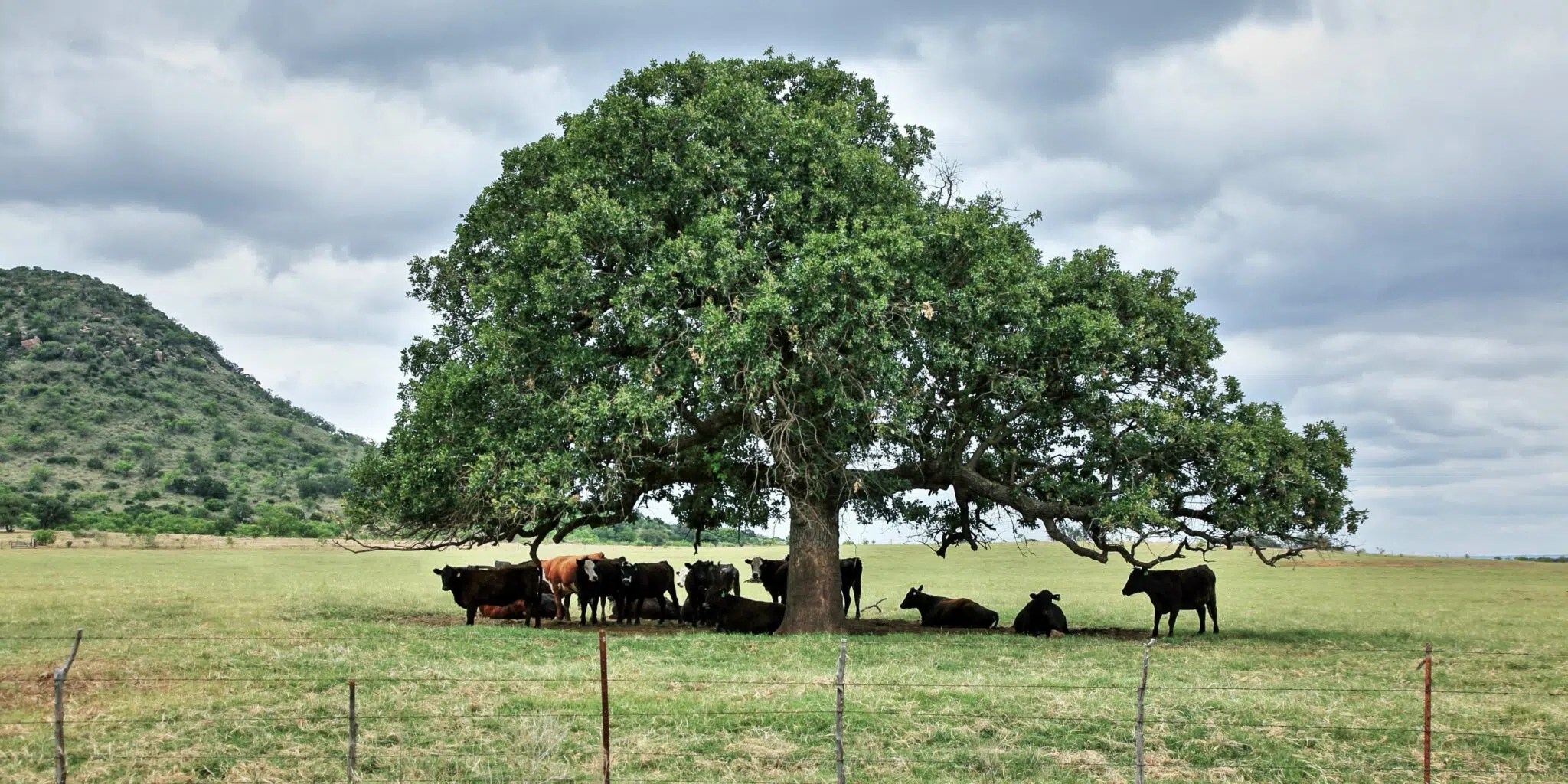 Champ ombragé pour mieux vivre l'été